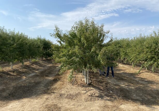 Poda del almendro