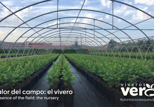 El valor del campo: una cadena que trabaja para ti – El Vivero