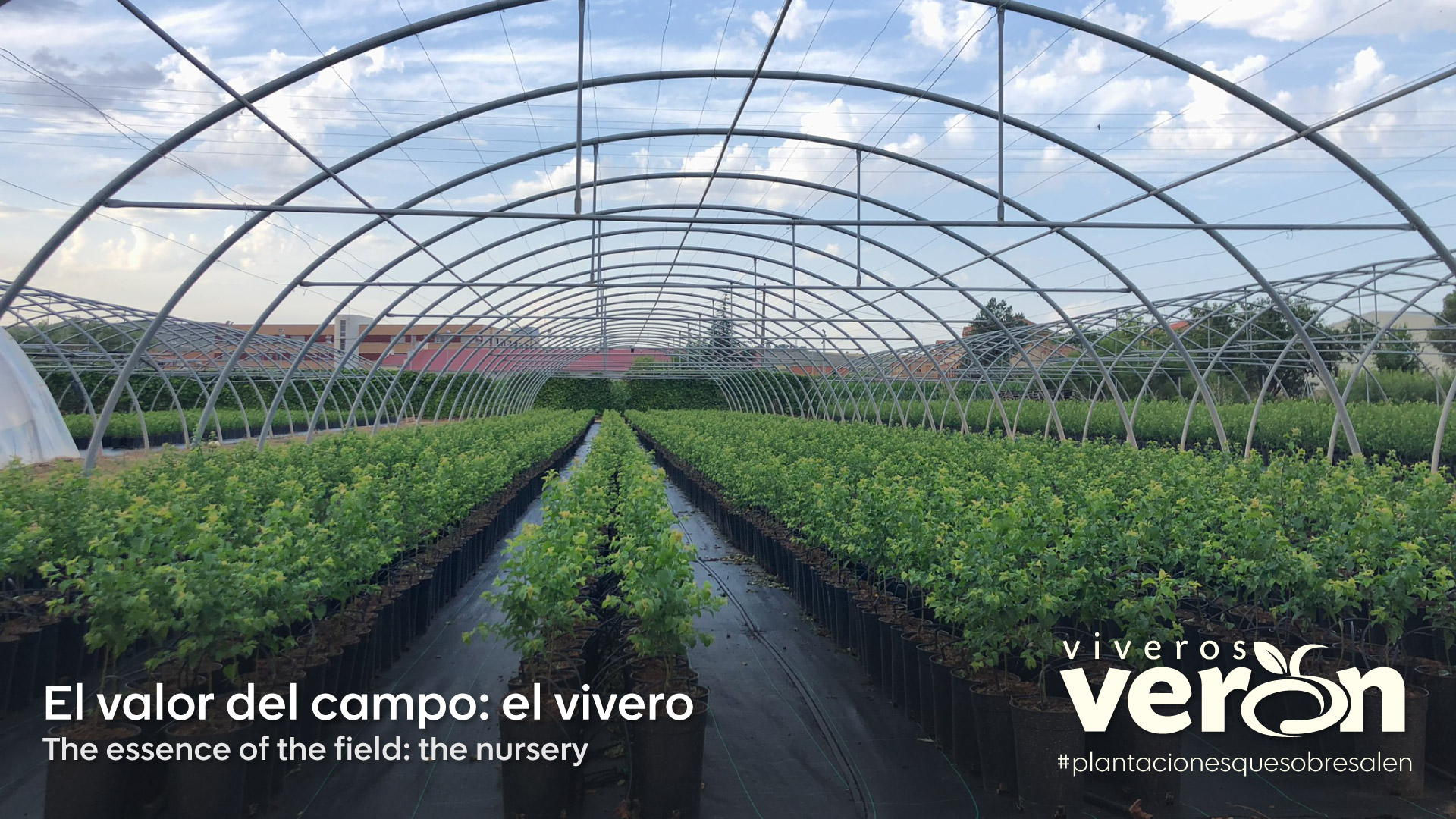 Viveros Verón, El valor del Campo: el vivero